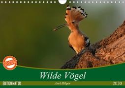 Wilde Vögel (Wandkalender 2020 DIN A4 quer)