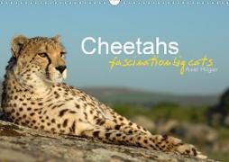 Cheetahs fascinating big cats (Wall Calendar 2020 DIN A3 Landscape)