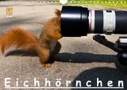 Eichhörnchen (Wandkalender 2020 DIN A4 quer)