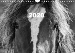 Portraits de Chevaux 2020 (Wandkalender 2020 DIN A4 quer)