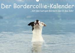 Der Bordercollie-Kalender (Wandkalender 2020 DIN A3 quer)