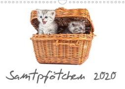 Samtpfötchen (Wandkalender 2020 DIN A4 quer)