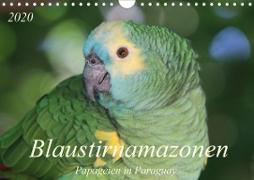 Blaustirnamazonen - Papageien in Paraguay (Wandkalender 2020 DIN A4 quer)