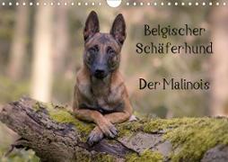 Belgischer Schäferhund - Der Malinois (Wandkalender 2020 DIN A4 quer)