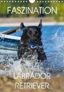 Faszination Labrador Retriever (Wandkalender 2020 DIN A4 hoch)