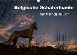 Belgische Schäferhunde - Der Malinois im Licht (Wandkalender 2020 DIN A3 quer)