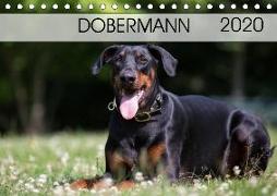 Dobermann 2020 (Tischkalender 2020 DIN A5 quer)