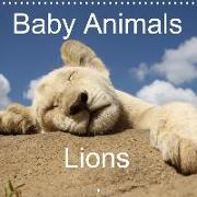 Baby Animals - Lions (Wall Calendar 2020 300 × 300 mm Square)
