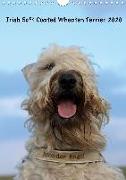 Irish Soft Coated Wheaten Terrier Kalender 2020 (Wandkalender 2020 DIN A4 hoch)