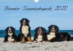 Berner Sennenhund 2020 (Wandkalender 2020 DIN A4 quer)