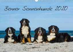 Berner Sennenhund 2020 (Wandkalender 2020 DIN A3 quer)