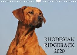 Rhodesian Ridgeback 2020 (Wandkalender 2020 DIN A4 quer)