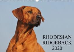 Rhodesian Ridgeback 2020 (Wandkalender 2020 DIN A3 quer)