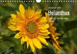 Helianthus (Wandkalender 2020 DIN A4 quer)