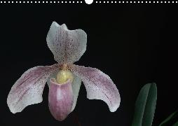 Frauenschuhe - die schönsten Orchideen der Welt (Wandkalender 2020 DIN A3 quer)