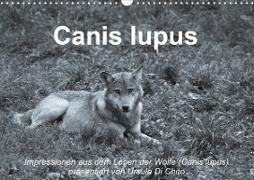 Canis lupus (Wandkalender 2020 DIN A3 quer)