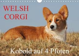 Welsh Corgi - Kobold auf 4 Pfoten (Wandkalender 2020 DIN A4 quer)