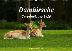 Damhirsche (Wandkalender 2020 DIN A2 quer)