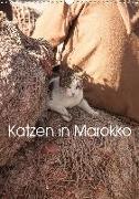 Katzen in Marokko (Wandkalender 2020 DIN A3 hoch)