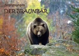 Begegnungen DER BRAUNBÄR (Wandkalender 2020 DIN A3 quer)