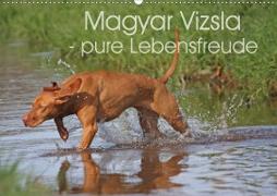 Magyar Vizsla - pure Lebensfreude (Wandkalender 2020 DIN A2 quer)
