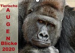 Tierische Augen-Blicke 2020 (Wandkalender 2020 DIN A3 quer)