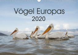 Vögel Europas 2020 (Wandkalender 2020 DIN A3 quer)