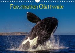 Faszination Glattwale (Wandkalender 2020 DIN A4 quer)