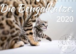 Die Bengalkatze. Edition Jungtiere (Wandkalender 2020 DIN A3 quer)