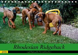 Rhodesian Ridgeback - afrikanische Löwenhunde (Tischkalender 2020 DIN A5 quer)
