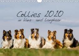 Collies 2020 in Kurz- und Langhaar (Wandkalender 2020 DIN A4 quer)