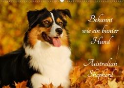 Bekannt wie ein bunter Hund. Australian Shepherd (Wandkalender 2020 DIN A2 quer)