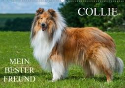 Collie - Mein bester Freund (Wandkalender 2020 DIN A2 quer)