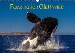 Faszination Glattwale (Wandkalender 2020 DIN A3 quer)