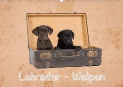 Labrador - Welpen (Wandkalender 2020 DIN A2 quer)