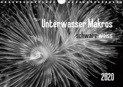 Unterwasser Makros - schwarz weiss 2020 (Wandkalender 2020 DIN A4 quer)