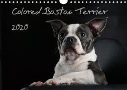 Colored Boston Terrier 2020 (Wandkalender 2020 DIN A4 quer)