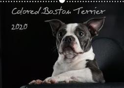 Colored Boston Terrier 2020 (Wandkalender 2020 DIN A3 quer)