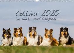 Collies 2020 in Kurz- und Langhaar (Wandkalender 2020 DIN A3 quer)