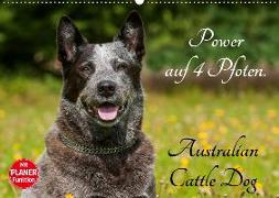 Power auf 4 Pfoten. Australian Cattle Dog (Wandkalender 2020 DIN A2 quer)