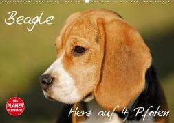 Beagle - Herz auf 4 Pfoten (Wandkalender 2020 DIN A2 quer)