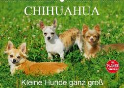 Chihuahua - Kleine Hunde ganz groß (Wandkalender 2020 DIN A2 quer)