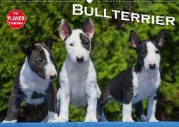 Bullterrier (Wandkalender 2020 DIN A2 quer)