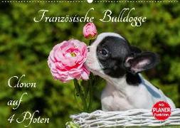 Französische Bulldogge - Clown auf 4 Pfoten (Wandkalender 2020 DIN A2 quer)