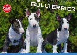 Bullterrier (Wandkalender 2020 DIN A3 quer)