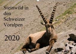 Steinwild in den Schweizer Voralpen (Wandkalender 2020 DIN A2 quer)