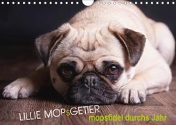 Lillie Mopsgetier - mopsfidel durchs Jahr (Wandkalender 2020 DIN A4 quer)