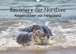 Raubtier der Nordsee - Kegelrobben vor Helgoland (Wandkalender 2020 DIN A3 quer)