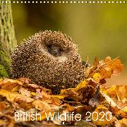 British Wildlife 2020 (Wall Calendar 2020 300 × 300 mm Square)