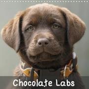 Chocolate Labs (Wall Calendar 2020 300 × 300 mm Square)